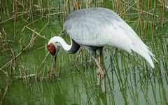 Wer kennt diesen Vogel ?