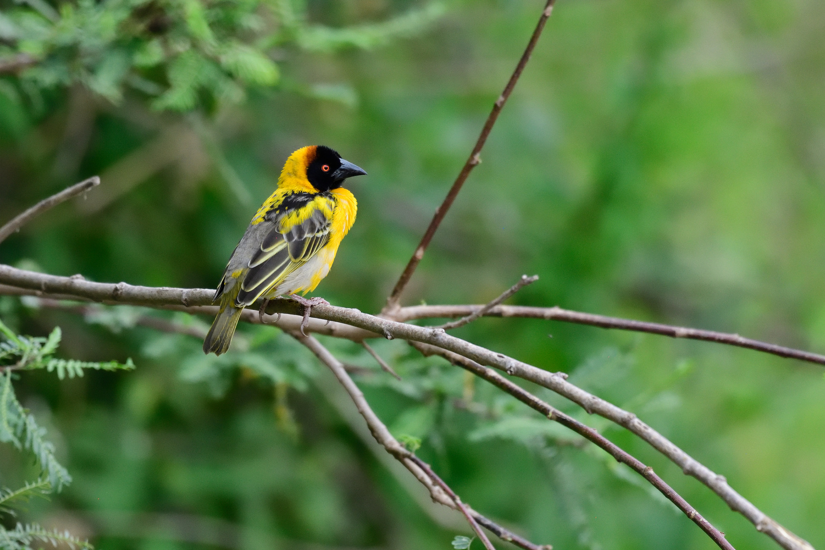 Wer kennt diesen Vogel?