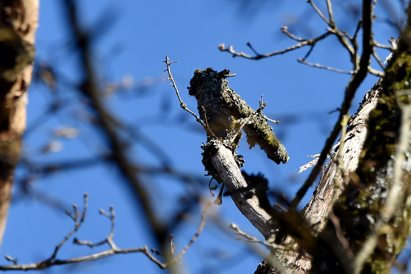 Wer kennt diesen Vogel?