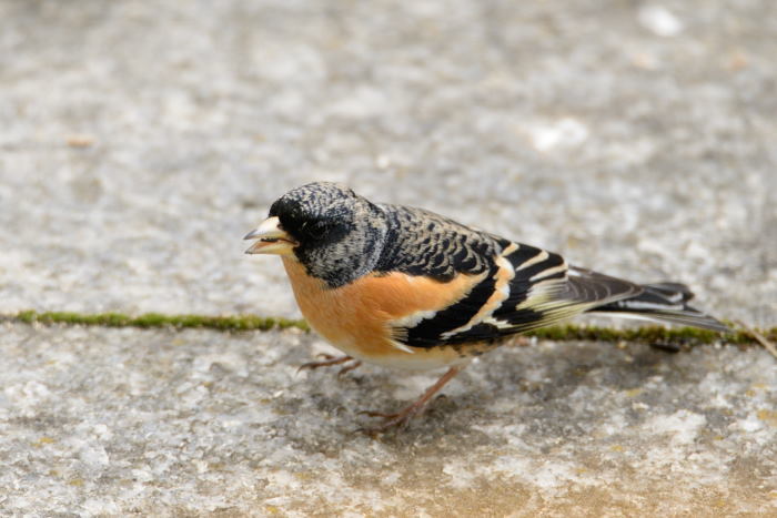 Wer kennt diesen Vogel?