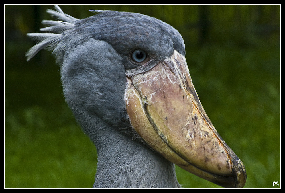 Wer kennt diesen Vogel und zu welcher Familie gehört er?