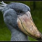 Wer kennt diesen Vogel und zu welcher Familie gehört er?