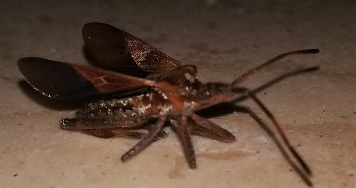 Wer kennt dieses Insekt? 