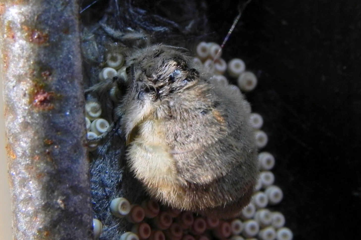 Wer kennt dieses Tierchen ca.5mm groß