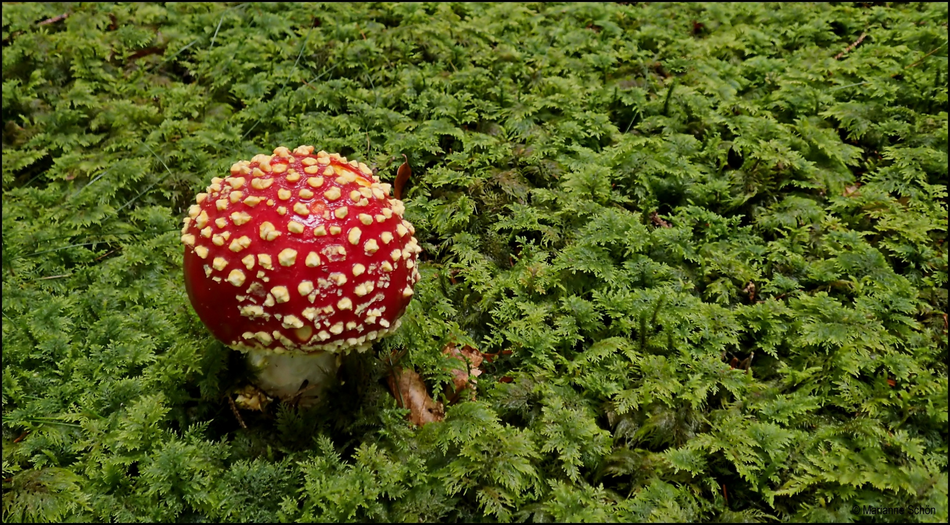 Wer kennt ihn nicht... den knallig roten Pilz mit seinen weißen Punkten... Foto & Bild natur