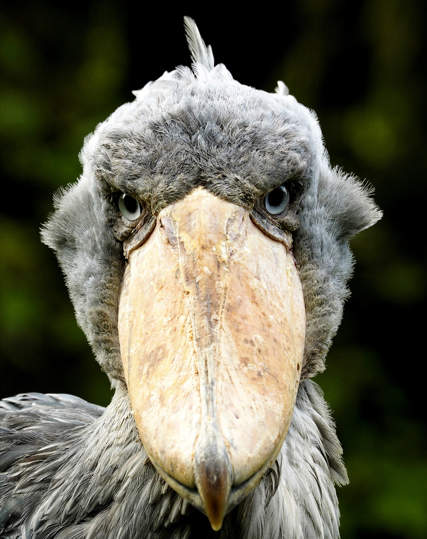 Wer kennt ihn nicht, den Star vom Welt Vogelpark Walsrode?