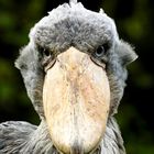 Wer kennt ihn nicht, den Star vom Welt Vogelpark Walsrode?