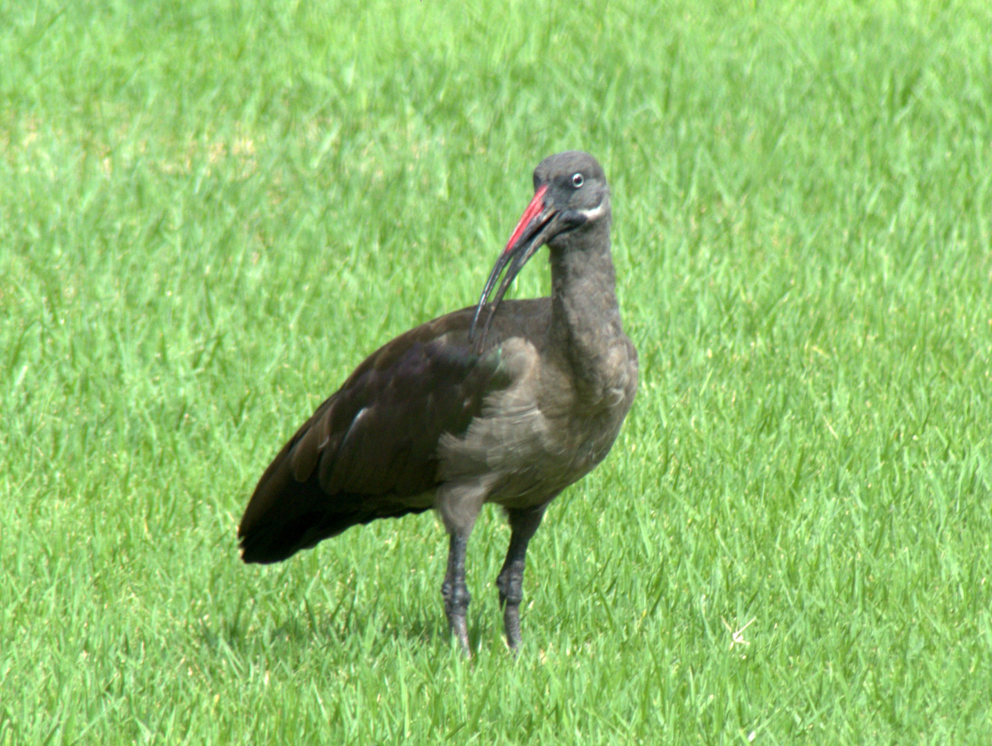 wer kennt solche Vögel ?