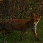 Wer kommt da aus der Hecke?