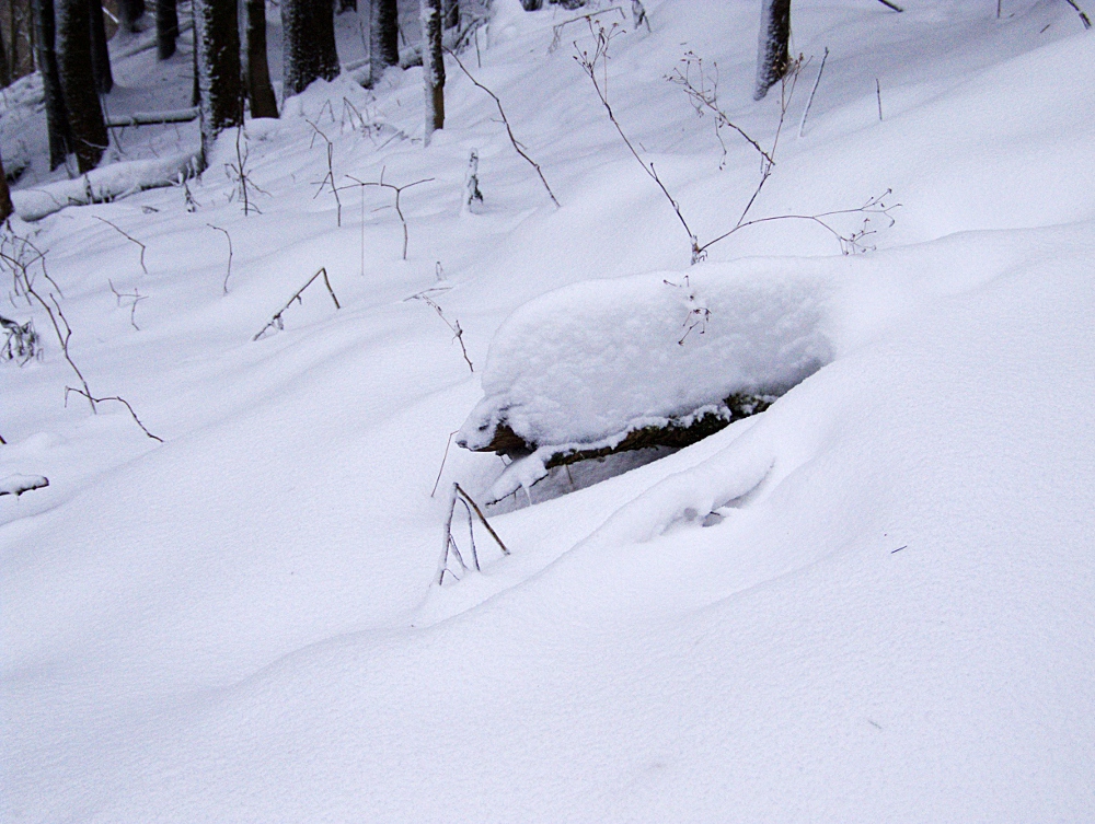 Wer kommt da durch den Winterwald?