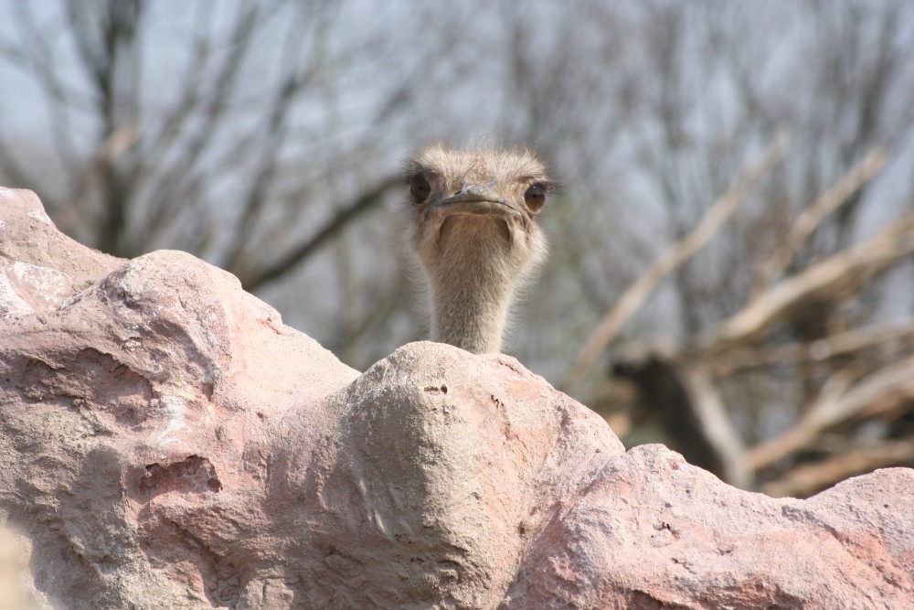 Wer kommt da? Schon wieder Besuch? Aufgenommen in der ZOOM-Erlebniswelt in Gelsenkirchen