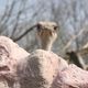 Wer kommt da? Schon wieder Besuch? Aufgenommen in der ZOOM-Erlebniswelt in Gelsenkirchen