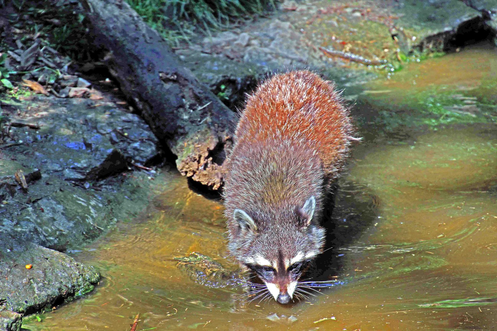 Wer kommt den hier an das Wasser im Wildpark in Bad Mergentheim