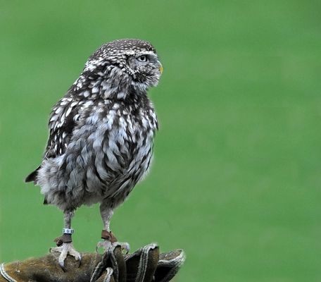 Wer kommt denn da ????