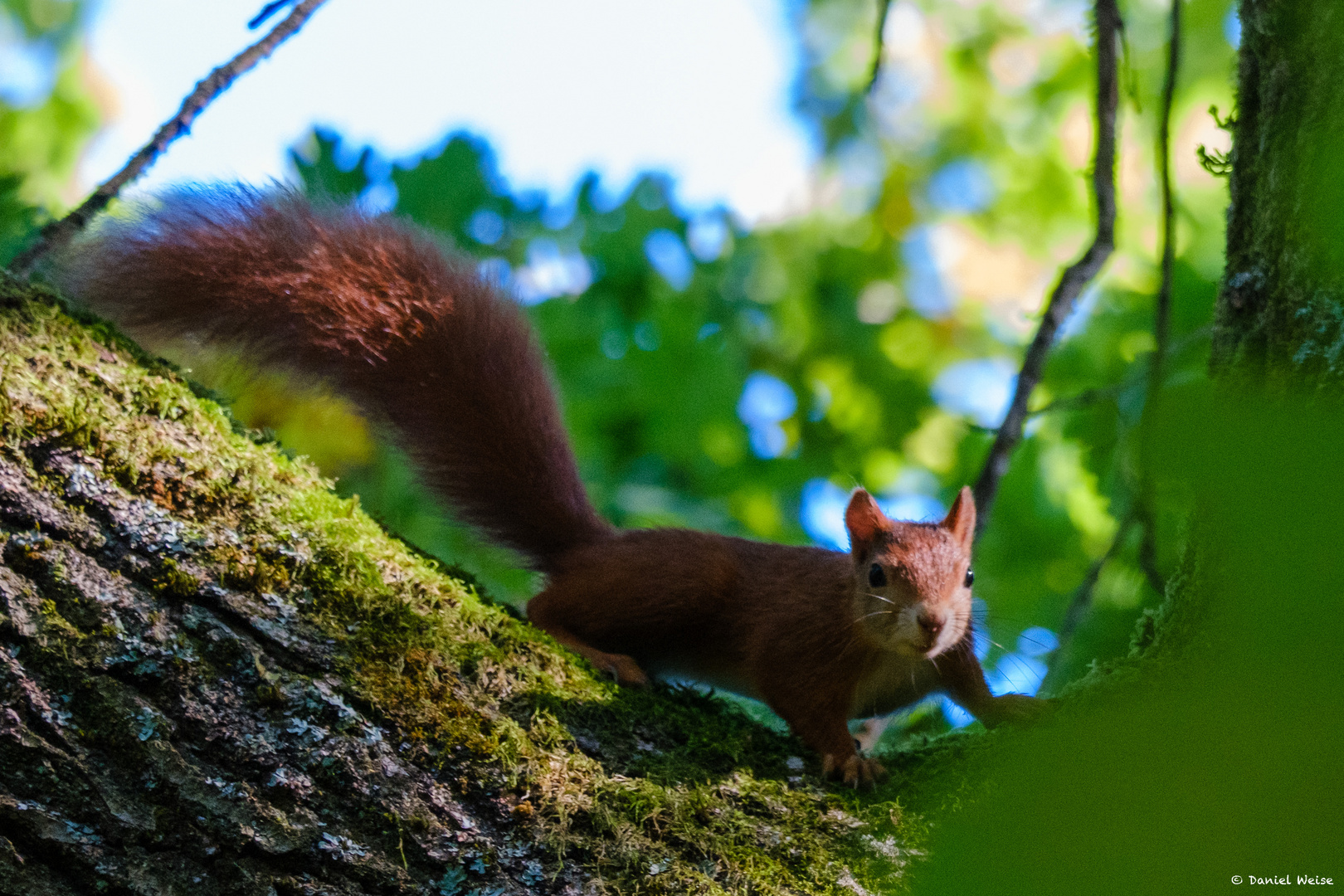 „Wer kommt denn da“ - Eichhörnchen beim Morgenspaziergang