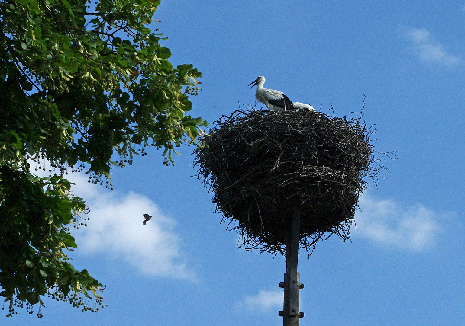 Wer kommt denn da zu Besuch