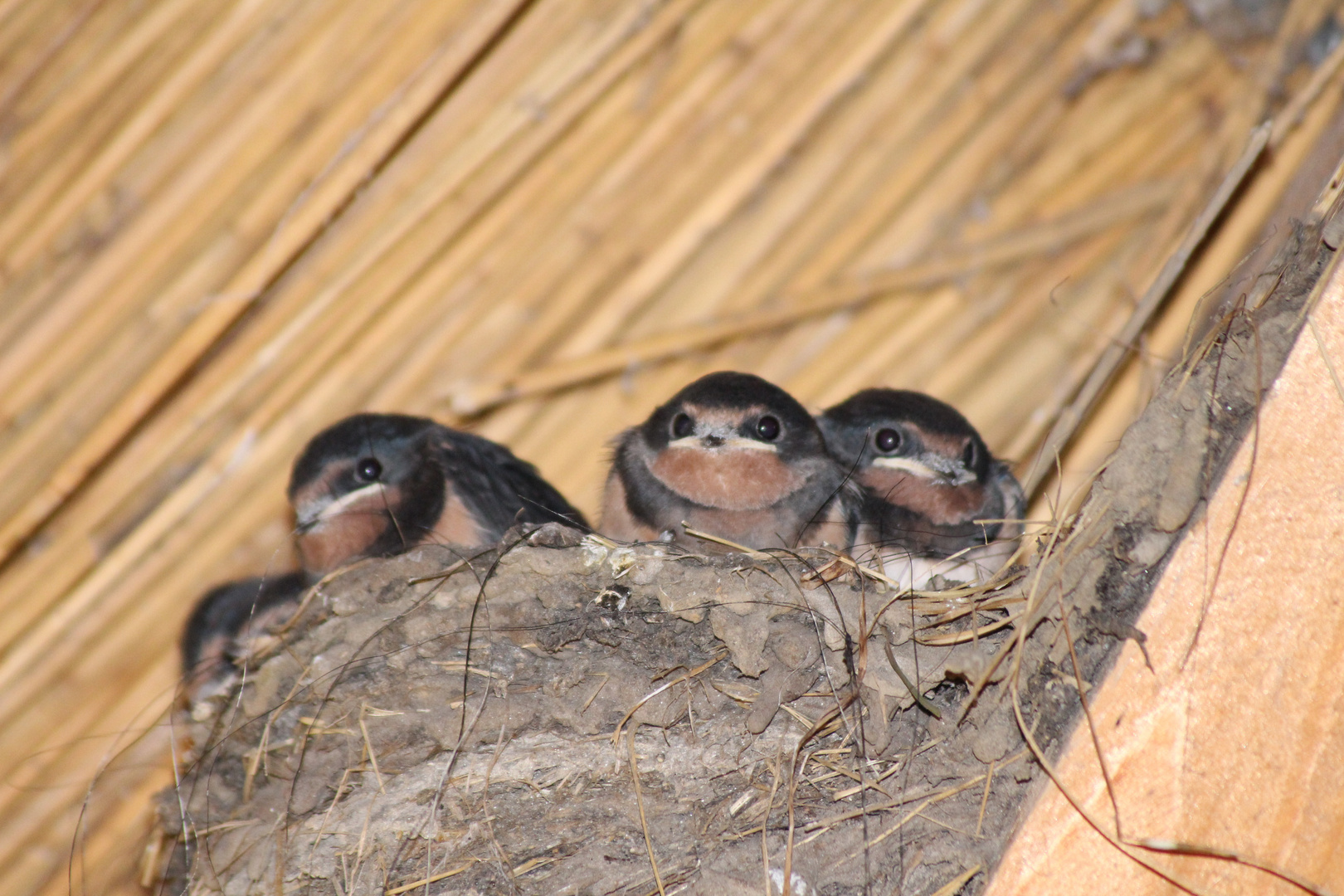 Wer kommt uns da besuchen???