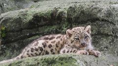 Wer kommt zum kuscheln?