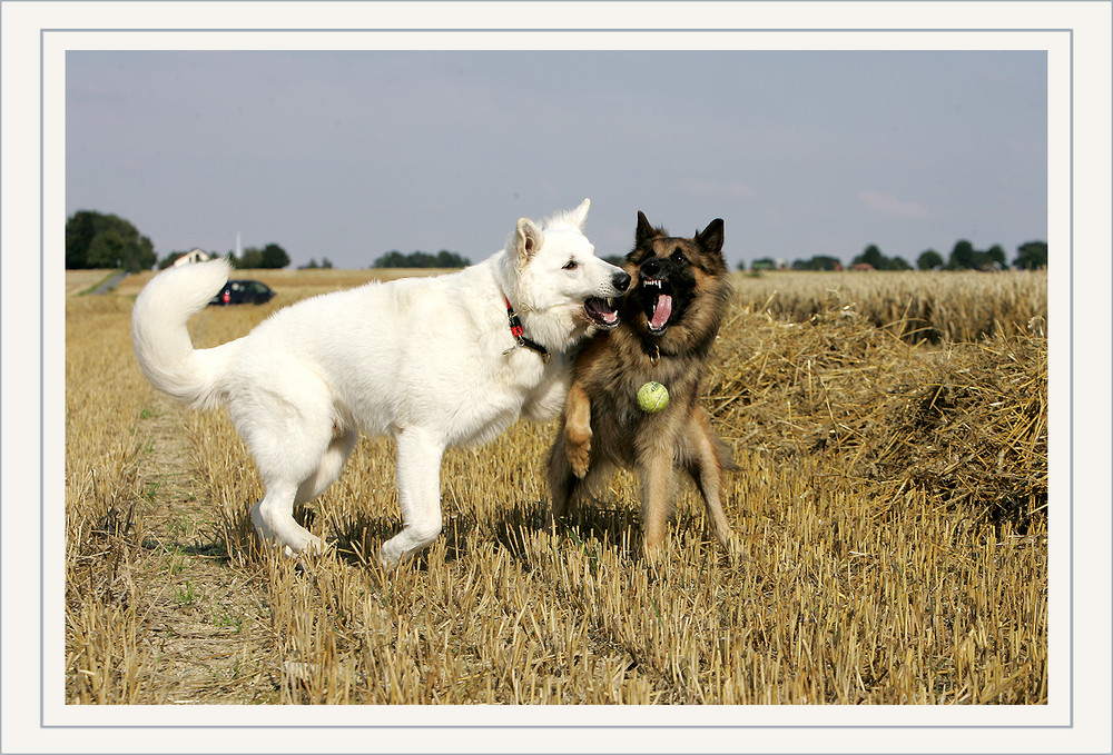 WER KRIEGT DEN BALL??