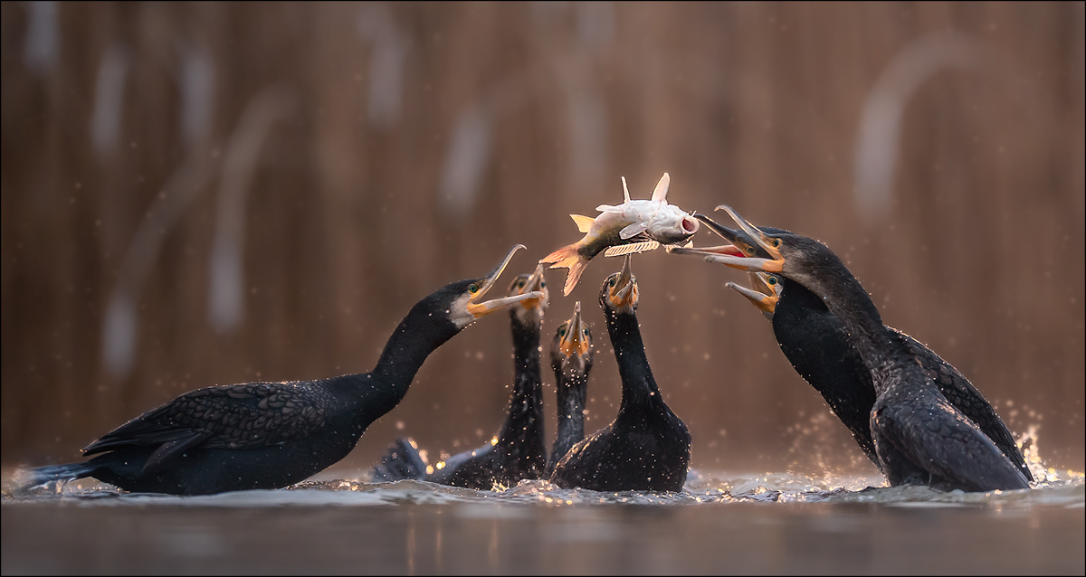 wer kriegt den Fisch