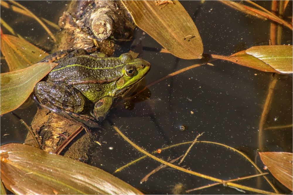 Wer küßt mich? Foto & Bild world, licht, frühling Bilder auf
