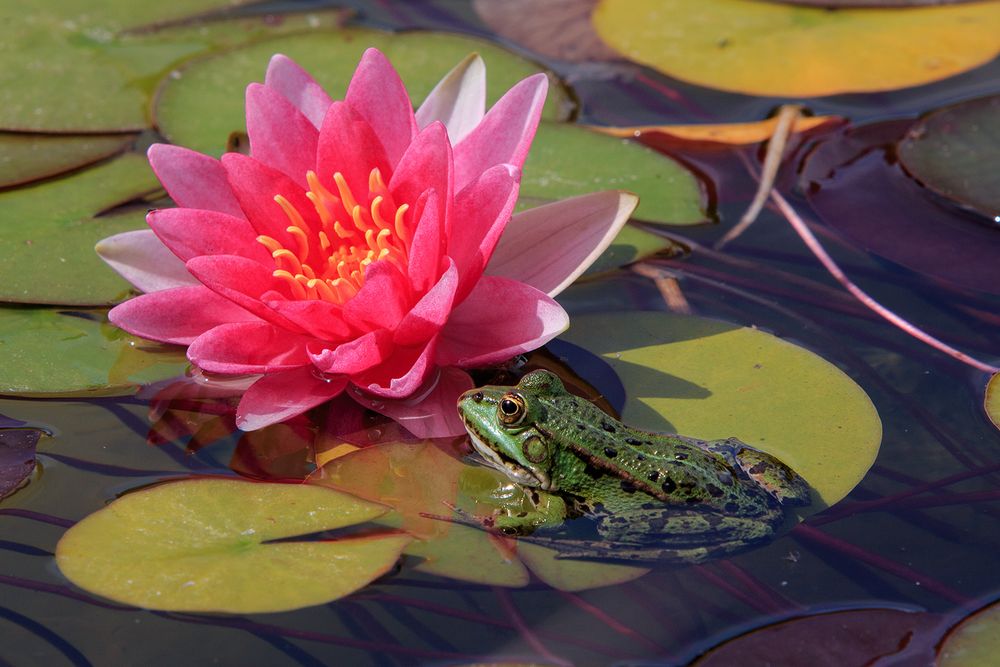 Wer küßt nun den Froschkönig...?