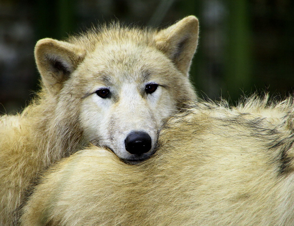 ... wer kuschelt da mit dem lieben Wolf...?