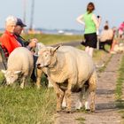 Wer lässt eigentlich die Touristen auf den Deich?