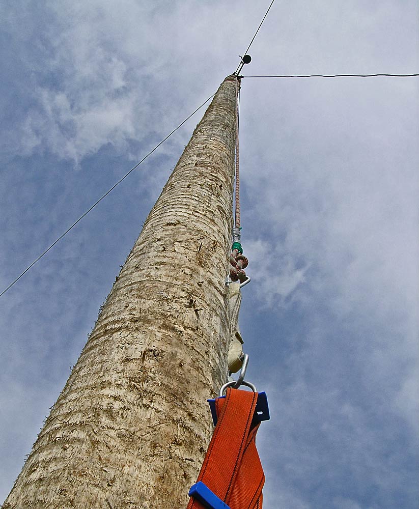 Wer läutet die Glocke da oben zuerst?