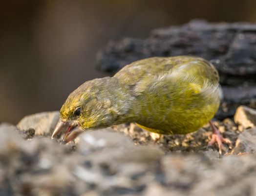 "WER LANGE SUCHT - DER FINDET AUCH" - Vielleicht?