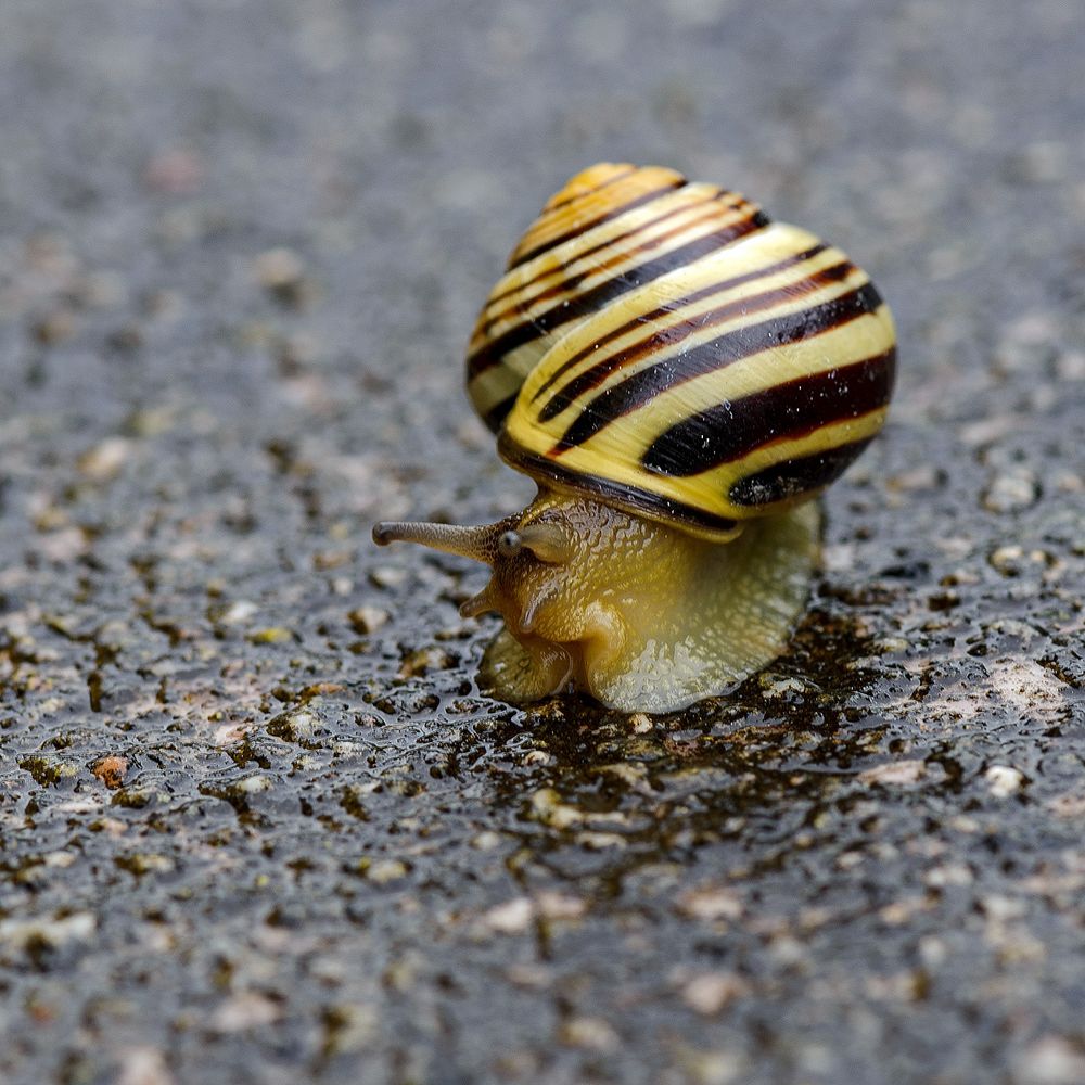 Wer langsam geht, kommt auch ans Ziel