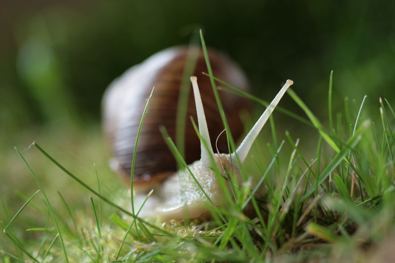 Wer lauert da im Gras? Vorsicht.