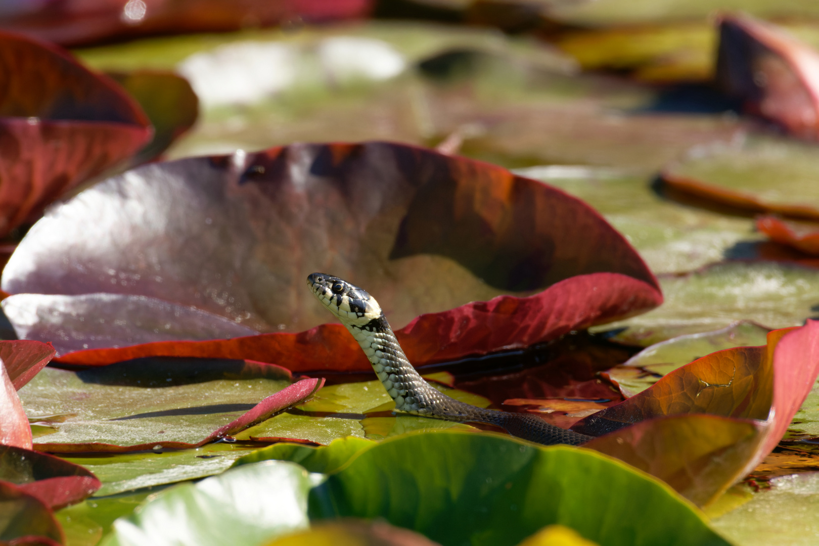 Wer lauert da im Seerosenteich? Ringelnatter - Natrix natrix