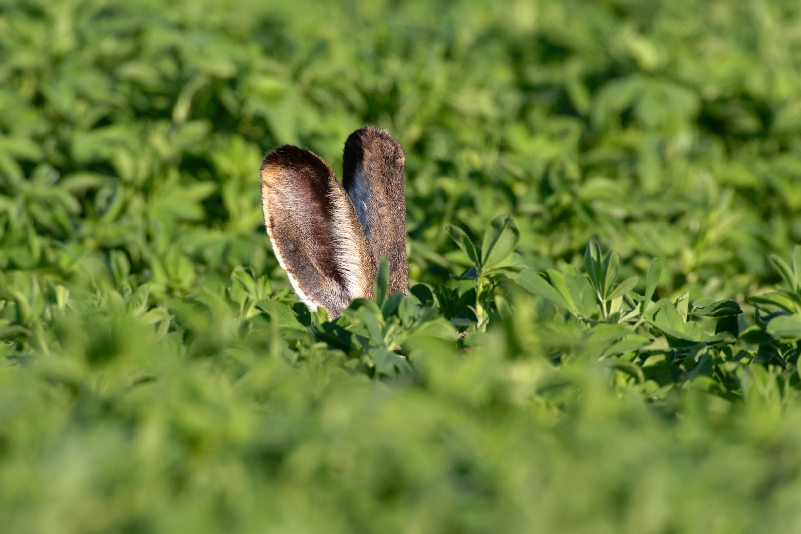 Wer lauscht denn da? Feldhase (Lepus europaeus)