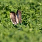 Wer lauscht denn da? Feldhase (Lepus europaeus)