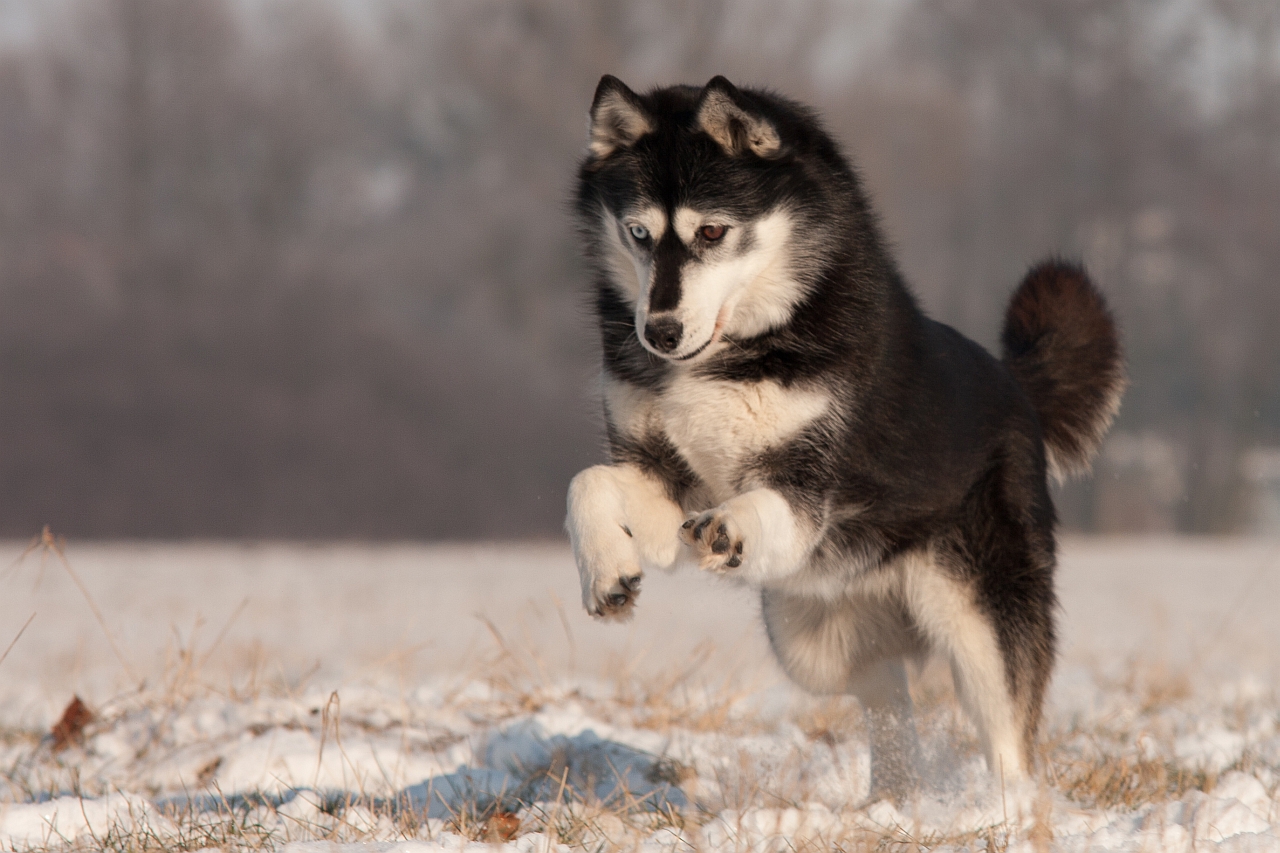 Wer liebt Schnee mehr als ein Husky...