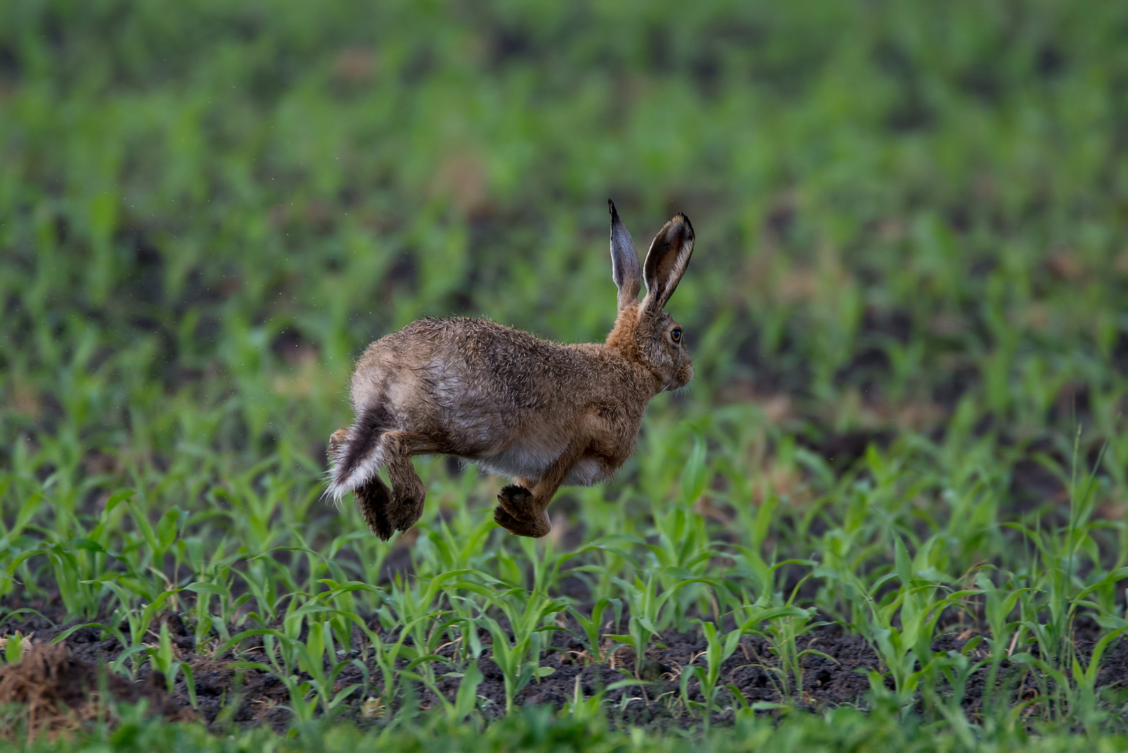 Wer macht die höchsten Sprünge in Feld und Flur der Feldhase nur