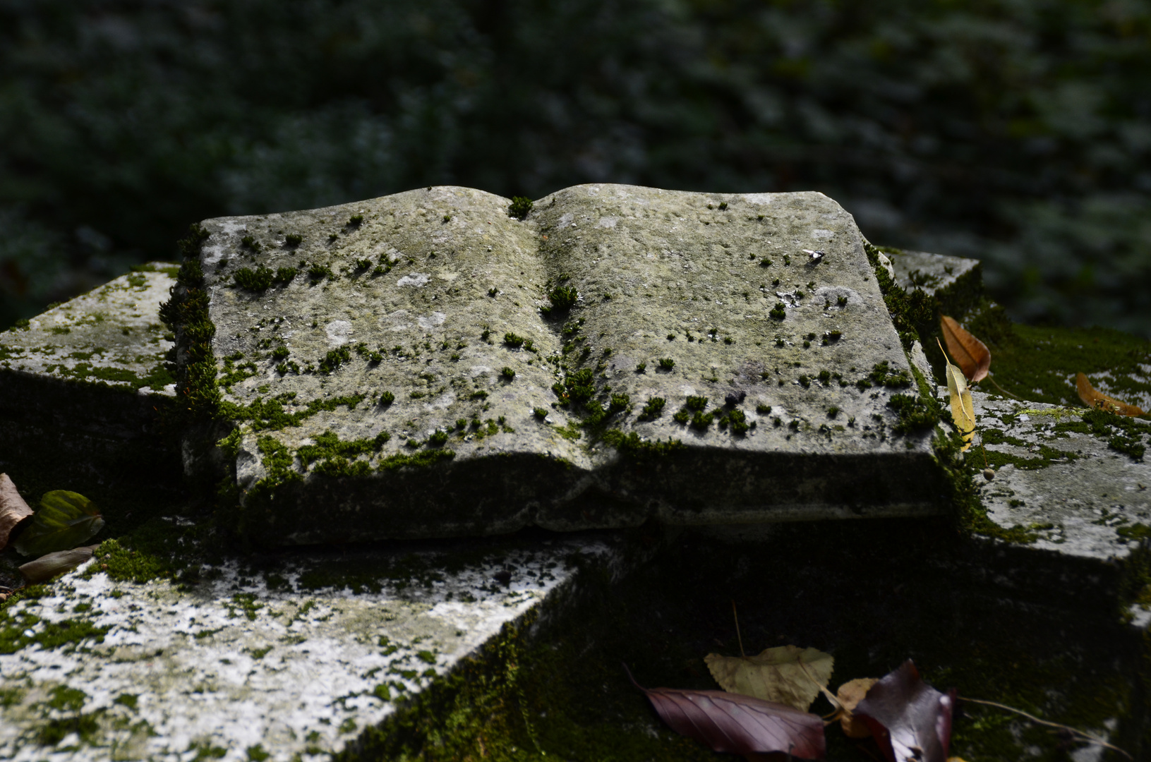 wer mag das Buch wohl vergessen haben ?