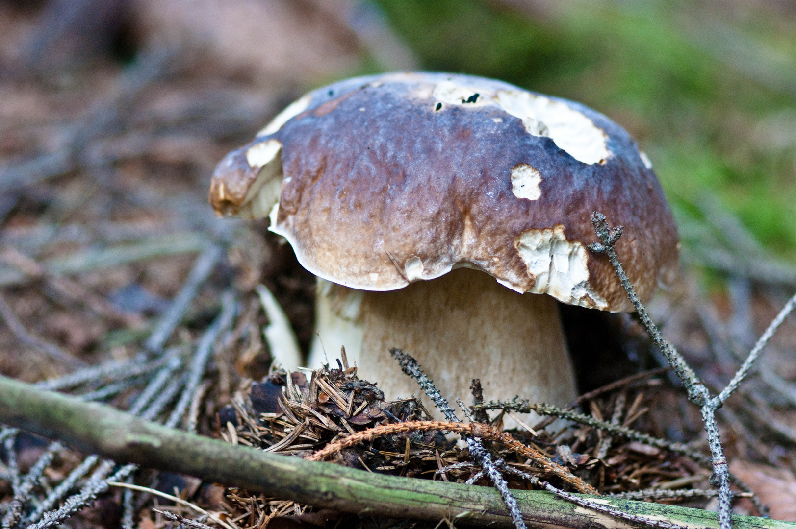 Wer mag den Steinpilz nicht?