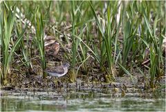 Wer marodiert dort am Gartenteich?