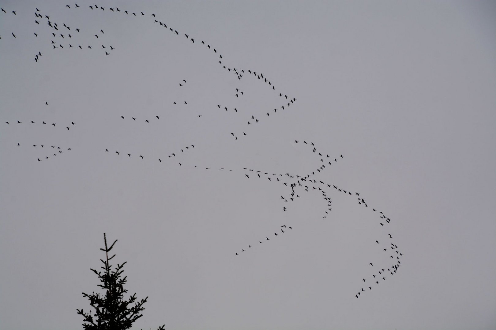 Wer möchte nicht mitfliegen ?