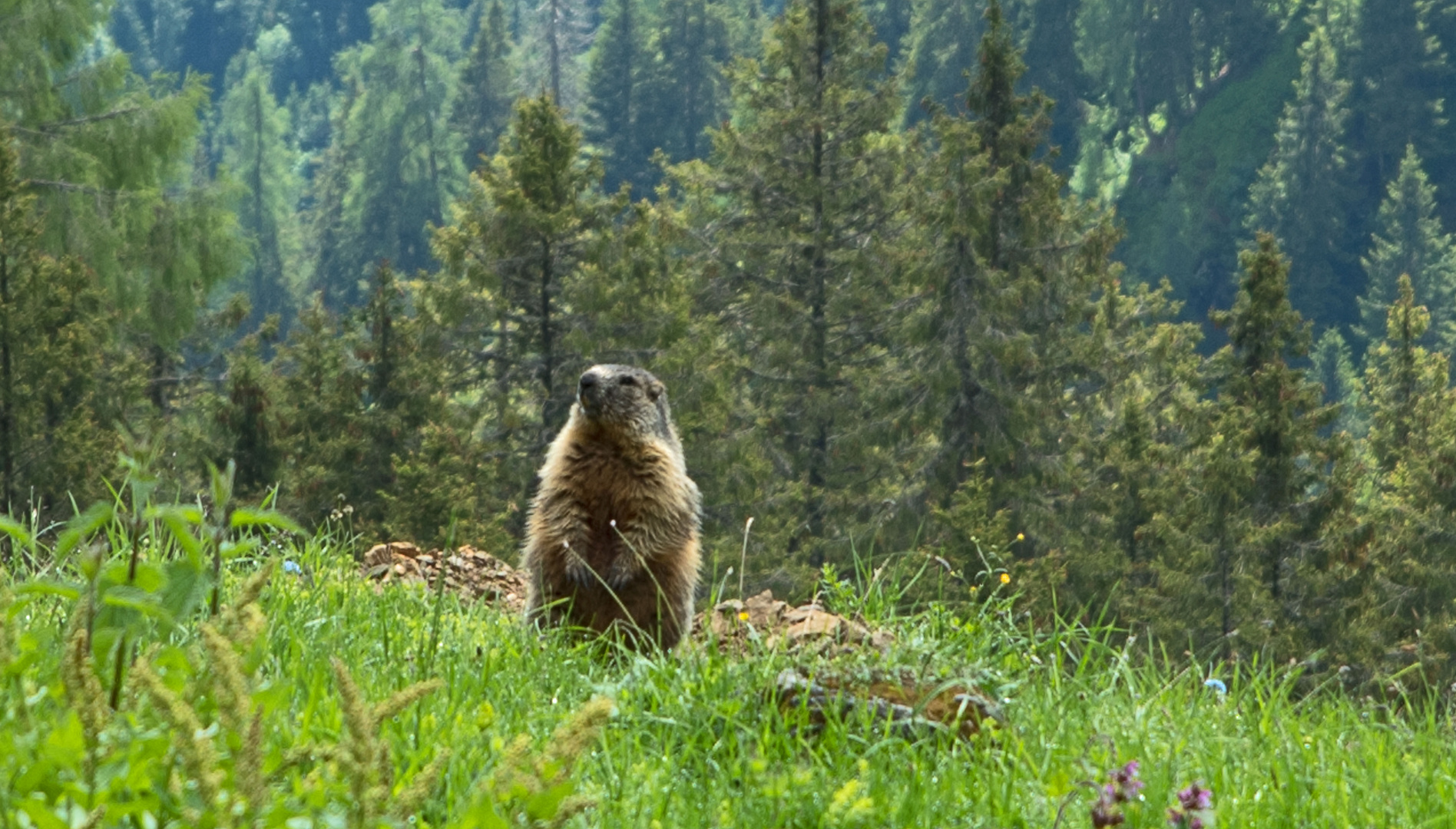 Wer murmelt da im Wald