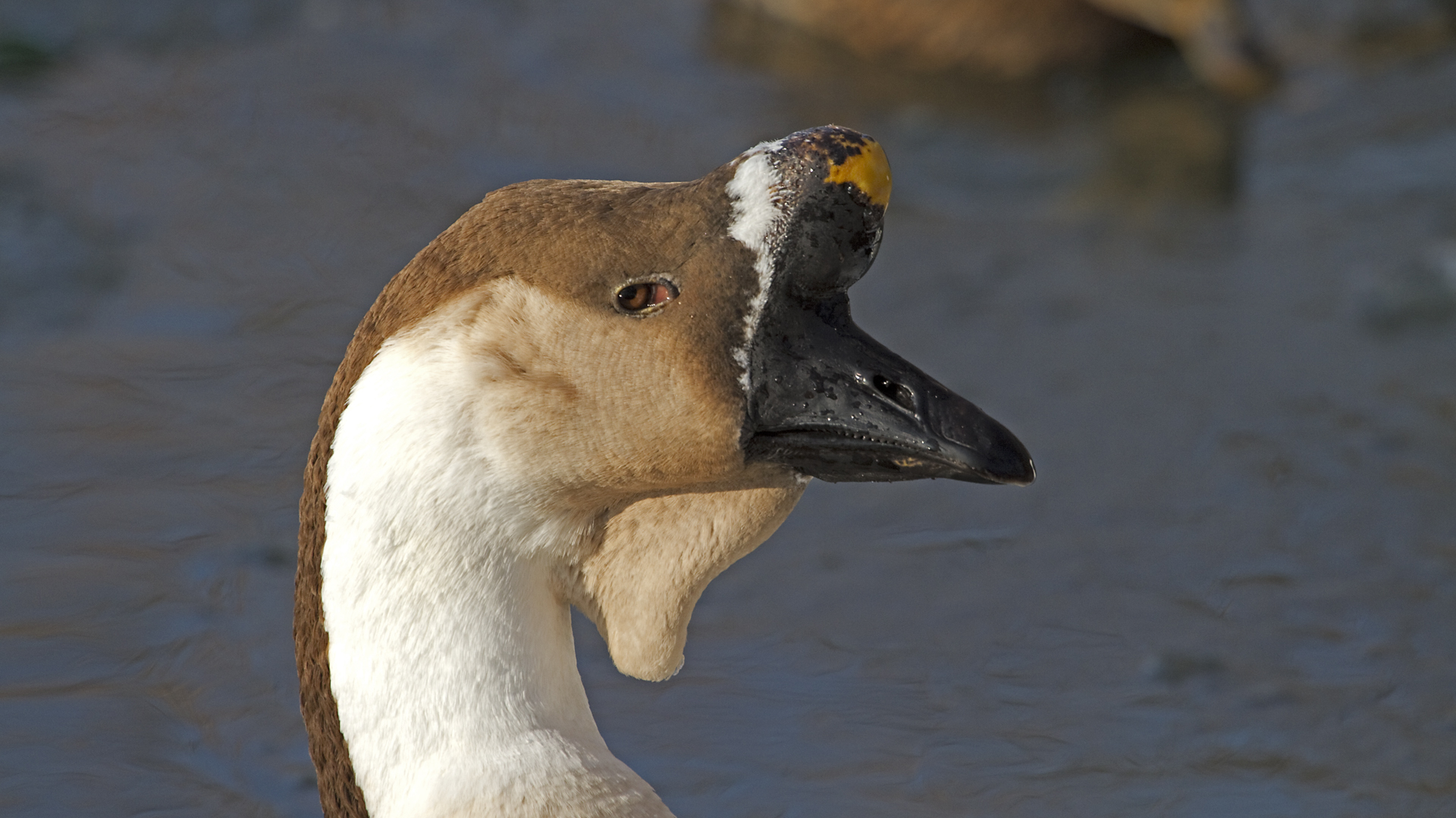 Wer nannte mich gerade Ente?