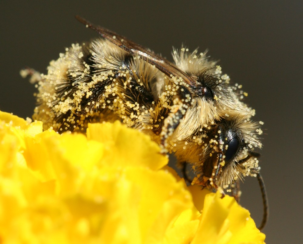 Wer Nektar nascht, muss auch Pollen verteilen