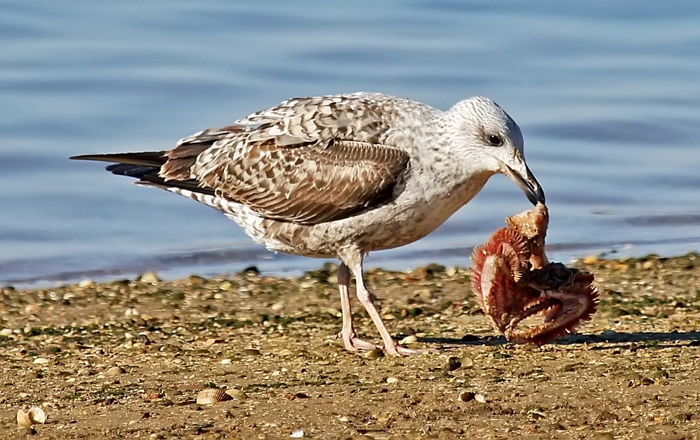 Wer nicht arbeitet soll wenigstens gut essen Foto & Bild tiere, wildlife, wild lebende vögel Wer nicht arbeitet soll wenigstens gut essen Foto & Bild tiere, wildlife, wild lebende vögel