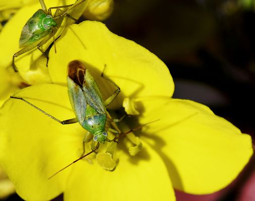 "Wer nicht kommt zur rechten Zeit, der muss seh'n, was übrig bleibt !!!"....