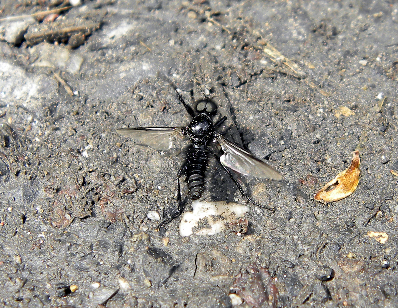 - wer oder was ? - Foto & Bild | tiere, tiere und insekten, natur ...