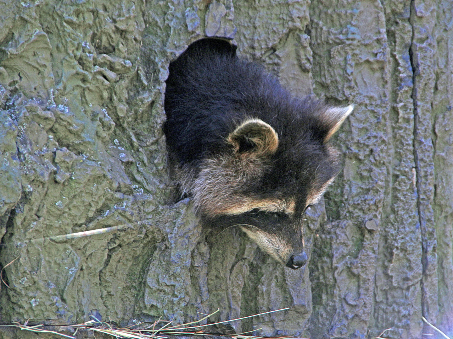 wer pinkelt denn da unten an dem Baum?