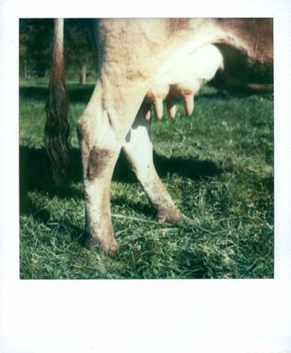 [wer quatsch mit kuh schreibt ist ein rindvieh.]