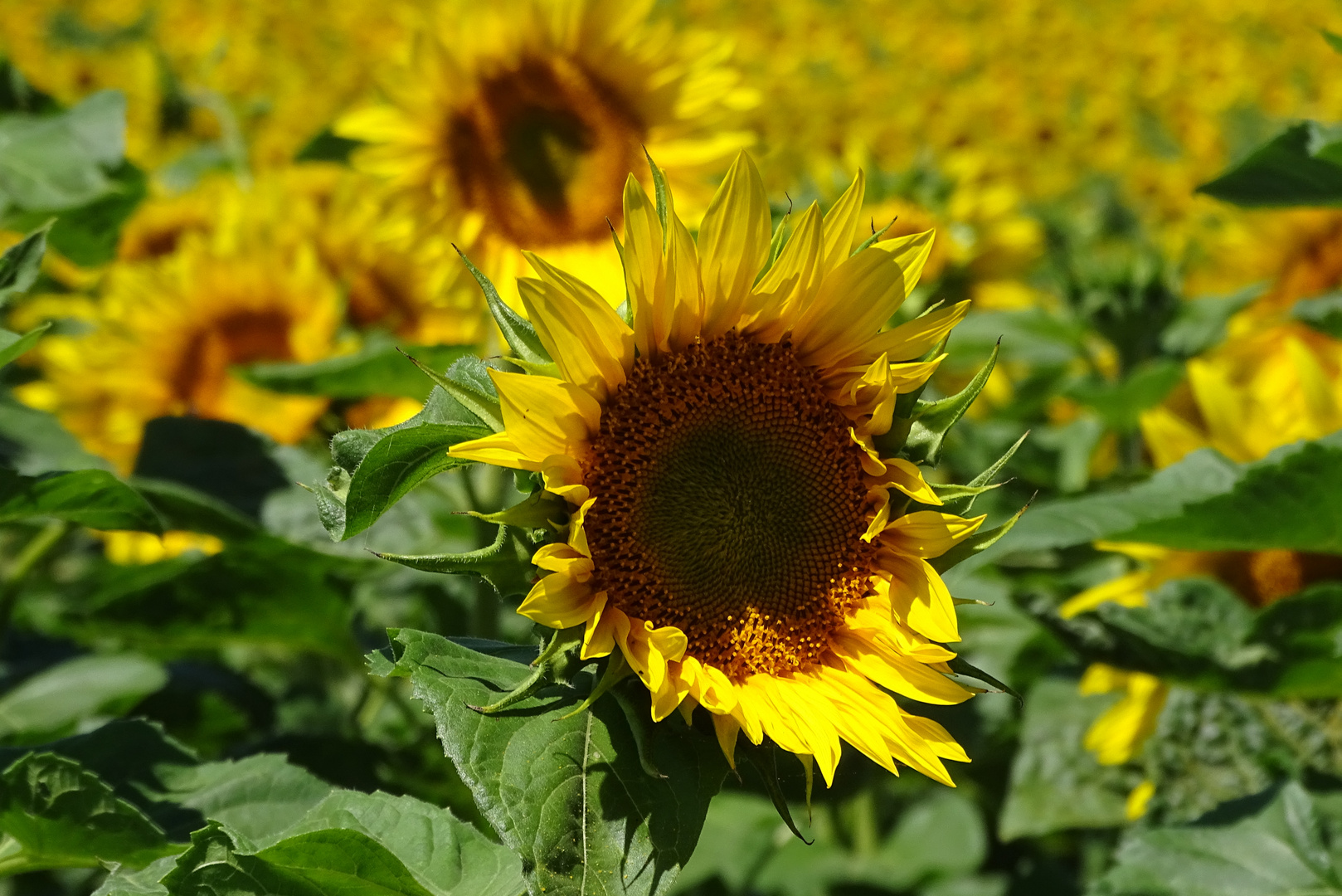 Wer räkelt sich da der Sonne entgegen?